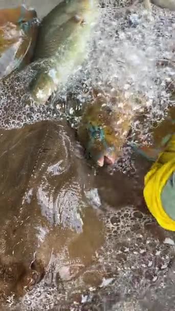 Γυναίκα Κοπής Μικρά Ψάρια Κεφάλι Μακριά Μια Στρογγυλή Ξύλινη Σανίδα — Αρχείο Βίντεο