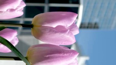 Sırt çantalı ve spor ayakkabılı insanlar liman vagonlarında yürüyorlar. Taksi otobüsleri parlıyor.