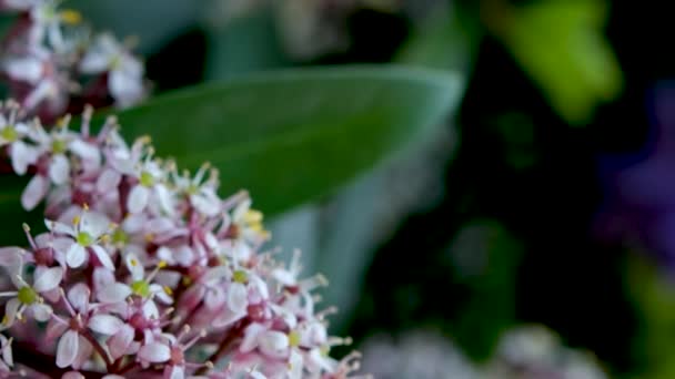 Asombroso Arbusto Siempreverde Bajo Crecimiento Que Florece Con Flores Azules — Vídeos de Stock