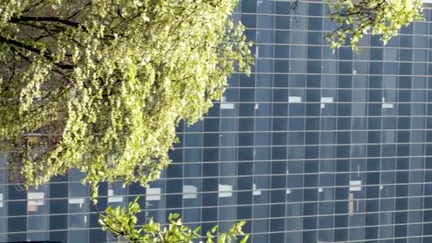 Весняні Станції Станції Буррард Після Цвітіння Сакури Дереві Розквітла Блакитному — стокове відео