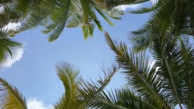 Yaz plajı palmiye ağaçları mavi gökyüzü panoramasına karşı, tropik seyahat 