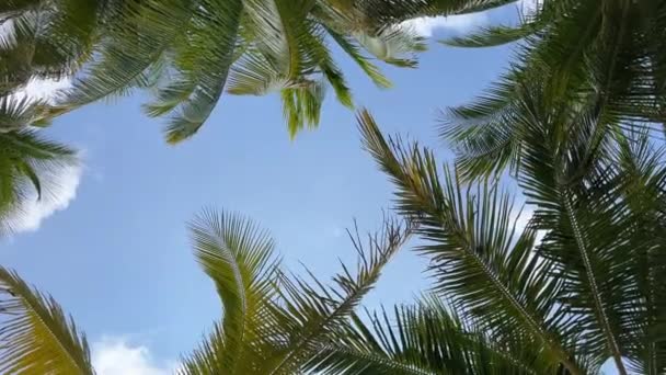 青空バナーパノラマ 熱帯旅行に対する夏のビーチバックパームツリー — ストック動画