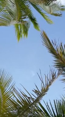 Yaz plajı palmiye ağaçları mavi gökyüzü panoramasına karşı, tropik seyahat 