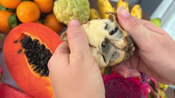 Frutas Tropicales Que Crecen Árboles Hoja Perenne Azúcar Nombre Científico — Vídeo de stock