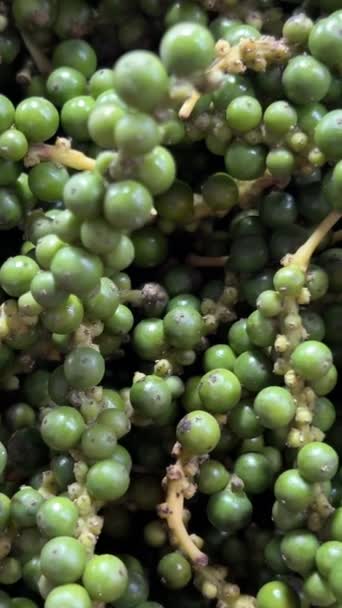 Черный Перец Растение Зелеными Ягодами Листья Кумили Керала Индия Черный — стоковое видео