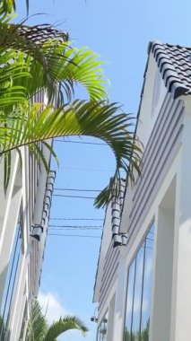 Modern bir apartmanın yakınında sallanan palmiye ağaçları