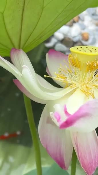 Belle Fleur Lotus Rose Minuscule Abeille Volant Dessus Ralenti Roll — Video