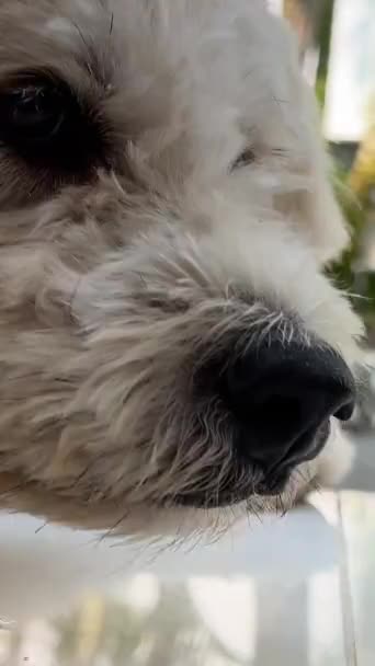 Triste Perro Sentado Porche Con Cabeza Las Patas Agitando Las — Vídeos de Stock