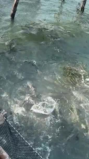 Casa Pescador Oceano Índico Barco Pesca Pegar Crescer Piscicultura Vietnã — Vídeo de Stock