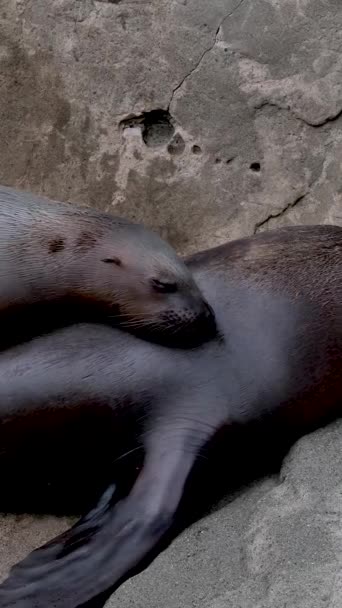 Anjing Laut Berbulu Utara Anjing Laut Telinga Anak Kecil Memanjat — Stok Video