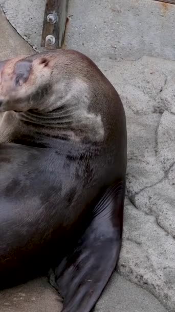 Мать Детеныш Морских Животных Открыл Рот Широко Рычит Детеныш Млекопитающих — стоковое видео