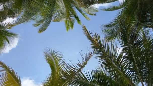 青空バナーパノラマ 熱帯旅行に対する夏のビーチバックパームツリー — ストック動画