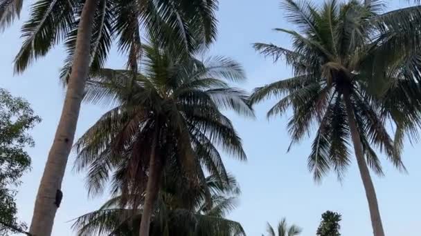 나무는 만지지 자연과 쓰레기 베트남 베트남에서 가난한 아름다움과 인도양의 — 비디오