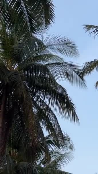 Palmbomen Ongerepte Natuur Vuilnis Aangespoeld Boten Vietnam Phu Quoc Eiland — Stockvideo