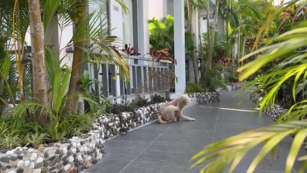 在热带国家 一只毛茸茸的院子里的狗用后爪把跳蚤赶了出来 酒店看门狗中棕榈树的背景 — 图库视频影像