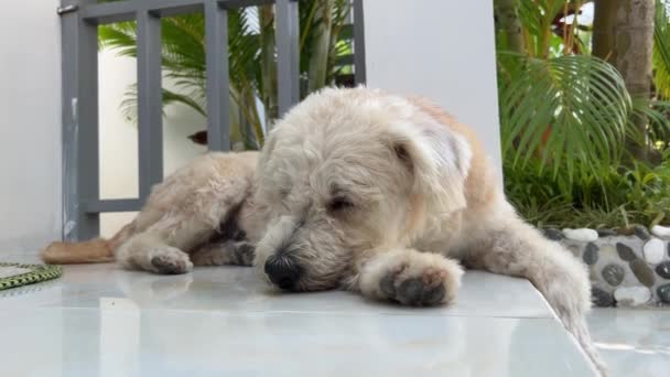 Mjuk Belagd Wheaten Terrier Leker Med Rep Sorglig Vit Smutsig — Stockvideo