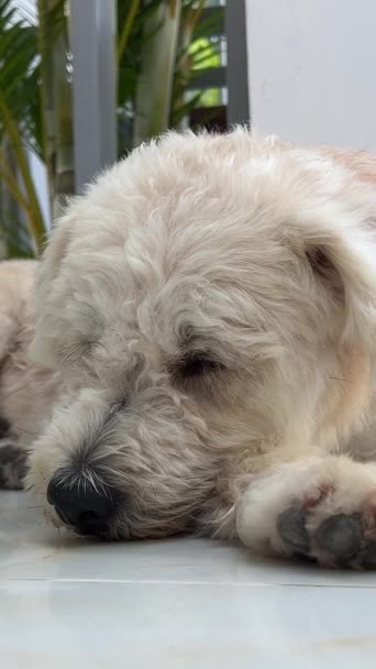Suave Revestido Wheaten Terrier Brincando Com Corda Triste Cão Velho — Vídeo de Stock