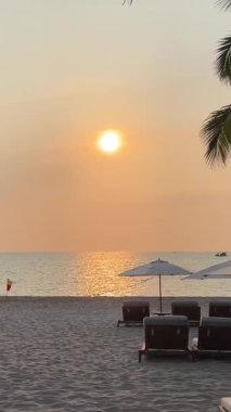 Akşamları denizde palmiye ağacı. Palmiye ağaçları gün batımı