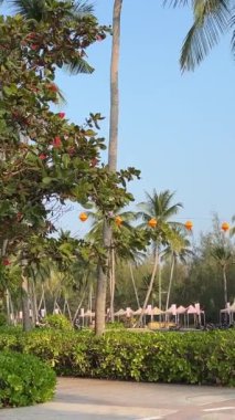 Fukuoka Phu Quoc Sonasea plajının cennet plajları. Palmiye ağaçları Hint Okyanusu 'nda gün batımında otellerin yakınında tatil yaparlar. Seyahat acentesi doğanın en güzel istirahatı. Rahatlama
