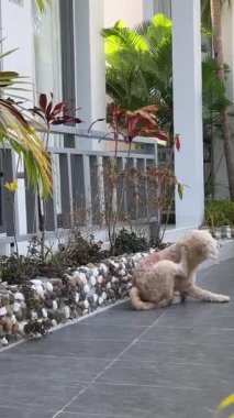 Tüylü bir bahçe köpeği, tropik bir ülkede arka pençesiyle pireleri tarar. Otel bekçisi köpek sıcaklığında palmiye ağaçlarının arkaplanı.