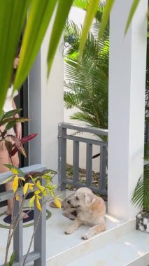 Verandada köpek kürkünü okşayan bir kız, küçük bir ev hanımı, bir genç kız ve yaşlı bir köpek. palmiye ağaçlarının sıcak ülkesi