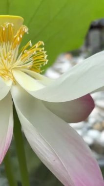 havuzda güzel çiçek açan lotus çiçeği 