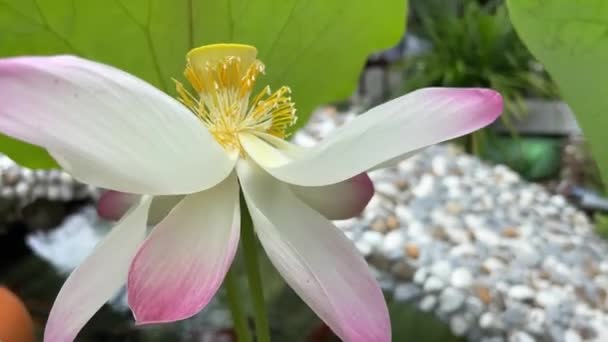 Krásné Kvetoucí Lotosový Květ Rybníku — Stock video