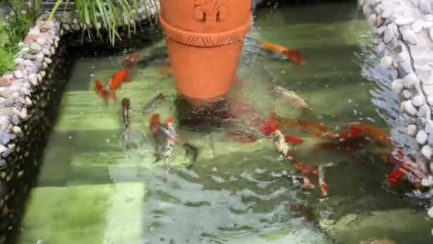 Natuurlijke Groene Achtergrond Levendige Kleurrijke Japanse Koi Karper Vissen Zwemmen — Stockvideo