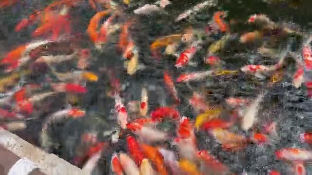 Kleurrijke Koi Vissen Zwemmen Onder Water Vijver — Stockvideo