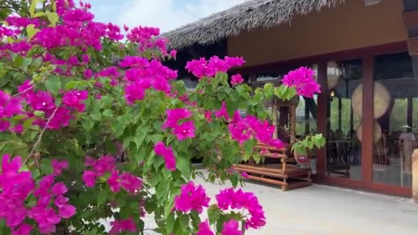 Rosa Blumen Büsche Tropisch Palmen — Stockvideo