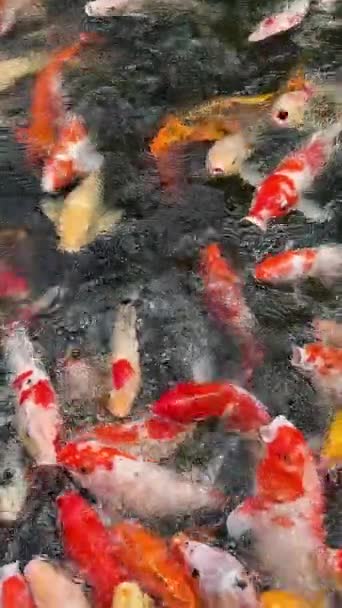 Színes Koi Halak Úsznak Víz Alatt Tavon — Stock videók