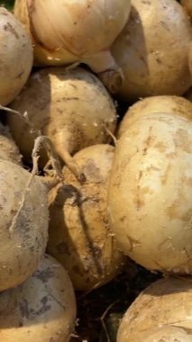 Çamurlu beyaz turp kökleri Kimjang yapmadan önce birikir., 