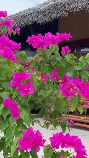 Розовые Цветы Буши Тропический Пальмы — стоковое видео