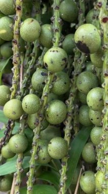 Palmiye ağacının sallanan balık kuyruğu, botanik adı Caryota Urens ayrıca Toddy, Hücre, Şarap ve Jaggery palmiyesi olarak da bilinir. Zehirli bitki Vietnam