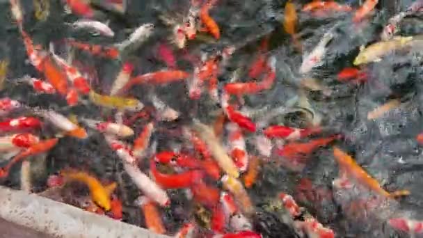 空腹のカープ魚 オレンジ オゴンコイ コクコイ キウツリコイカープが食べ物を乞う口を開いています カーペット池で チェンマイ — ストック動画