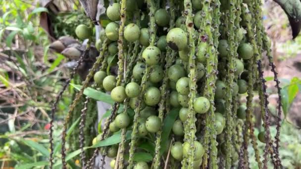 Palmiye Ağacının Sallanan Balık Kuyruğu Botanik Adı Caryota Urens Ayrıca — Stok video