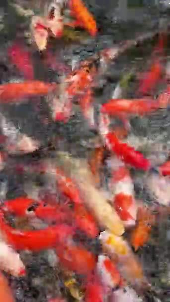 许多饥饿的花式鲤鱼 乌岗鱼 高句鱼 基乌苏里鱼都张开嘴乞讨食物 在鲤鱼池边清迈泰国 — 图库视频影像