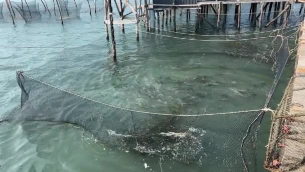 Rybáři Rybářských Farmách Pracují Pod Spalujícím Sluncem Indickém Oceánu Vietnamu — Stock video