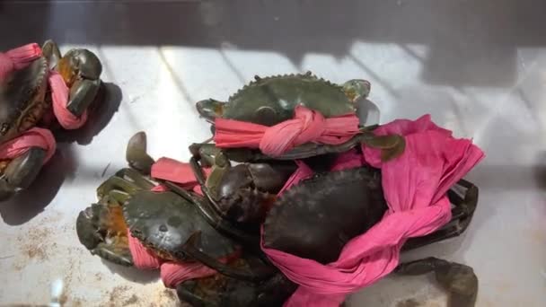 将鲜活的淡水蟹拴在集装箱箱内陈列出售 渔民钓到的鱼 健康食品的概念 欧米加 — 图库视频影像