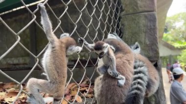 Bir grup lemurun bir hayvanat bahçesinde çitin üzerinde oturup geçen kalabalığı izlemesi.