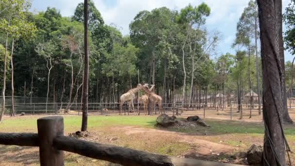 Giraffe Allo Zoo Giraffe Nel Parco Safari Dello Zoo — Video Stock
