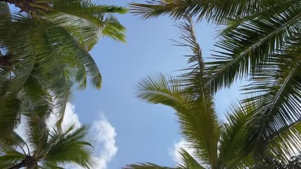 Prachtig Zandstrand Met Palmbomen Turquoise Zee Jamaica Paradise Island Zomervakantie — Stockvideo
