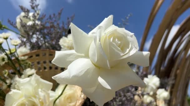 白玫瑰在敞开的窗前绽放 — 图库视频影像
