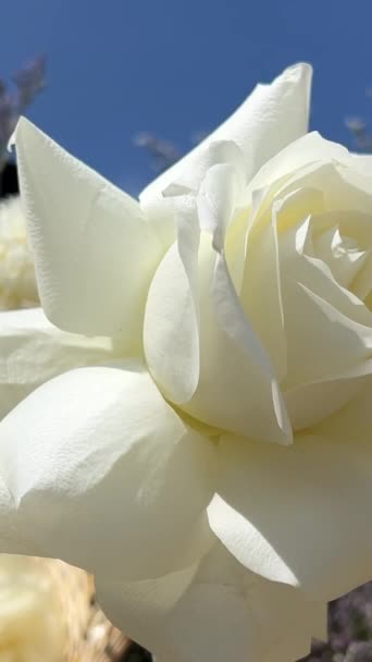 Biała Róża Przy Otwartym Oknie Rano — Wideo stockowe