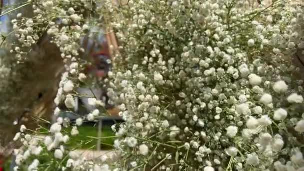 Alyssum Branco Pequenas Flores Buquê Redemoinho Fundo — Vídeo de Stock