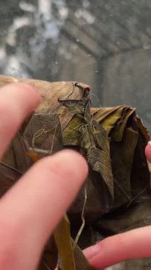  Vietnamlı Chung Keki beyaza izole edilmiş. Domuz eti, yeşil fasulye ve bambu yaprağına sarılmış kare yapış yapış pirinç keki. Geleneksel Vietnam Yeni Yılı Tet yemekleri.