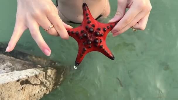 Echinaster Sepositus Etoile Mer Rouge Image Sous Marine Dans Mer — Video