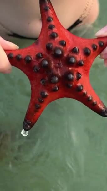 Påsk Sepositus Röda Havet Stjärna Undervattensbild Medelhavet Sjöstjärnor Till Hands — Stockvideo