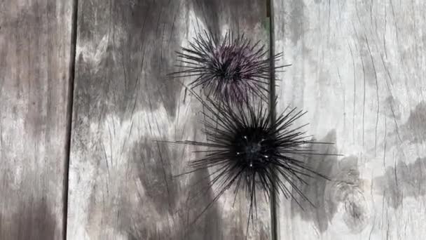바위에 Urchins Urchins를 닫습니다 Urchin — 비디오
