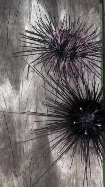 Sualtı Denizkestaneleri Bir Kayanın Üzerinde Sualtı Urchins Kapalı Deniz Kestanesi — Stok video